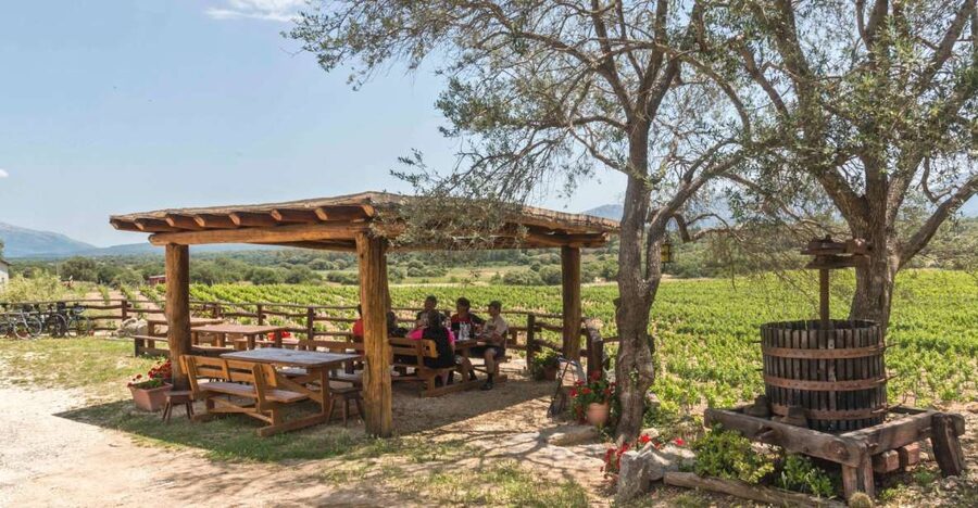 Sardinia: Dorgali Winery Tour with Tasting and Local Guide - What the vineyard walk adds to the tasting