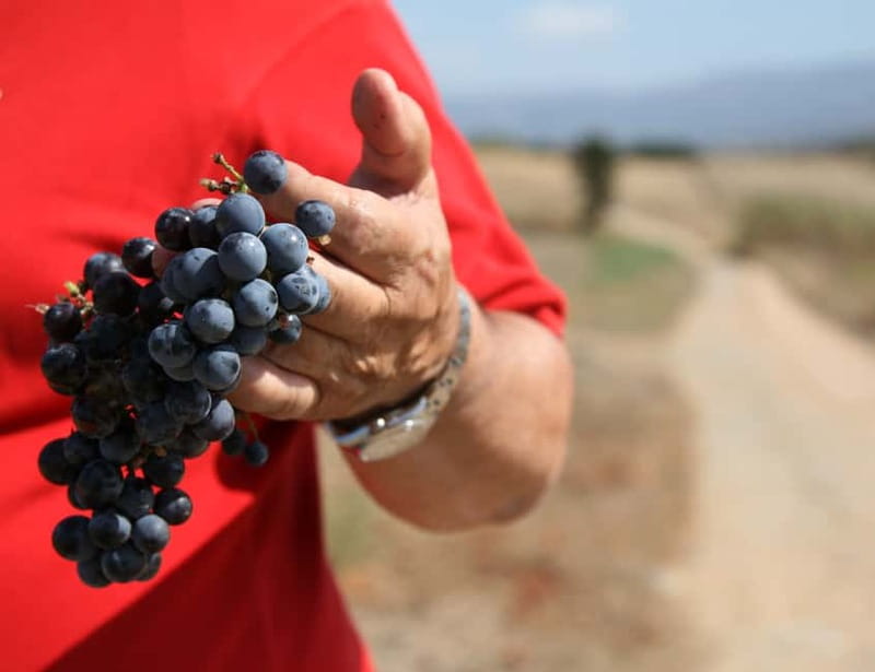 Sardinia: Winery Tour and Wine Tasting Experience - A Sardinian winery visit with more than a tasting