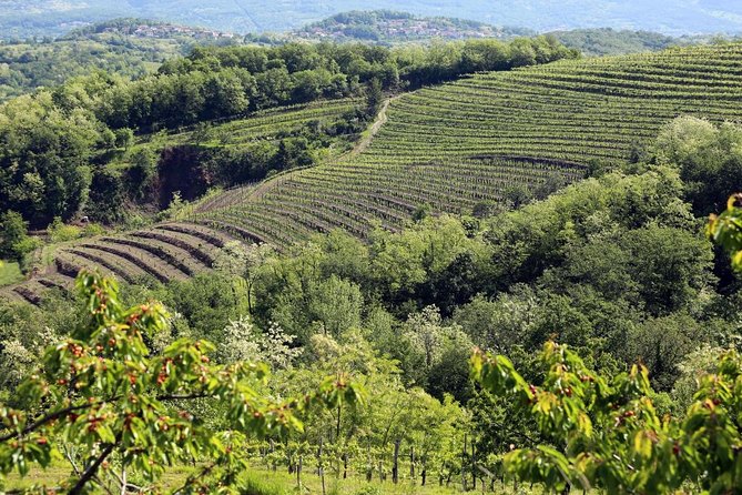 Secret vineyards E-bike tour - A local tasting with Zelen, Pinela, and Secret Wine
