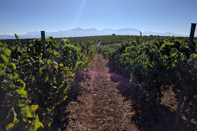 Semi Private Wine Tour of 2 wineries with Transfer and Lunch - What to bring and how to prepare