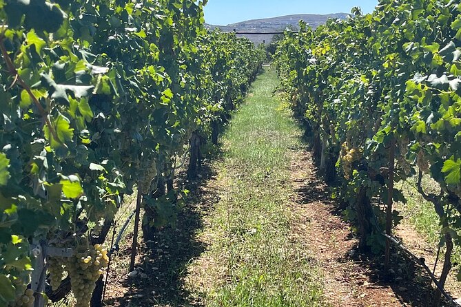 Semi-Private Wine Tour of 2 wineries with wine Tastings - Titakis Wines and the Fabrika experience
