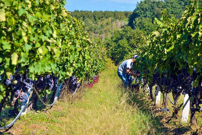 Semi-Private Wine Tour of 2 wineries with wine Tastings - Practical advice before you go