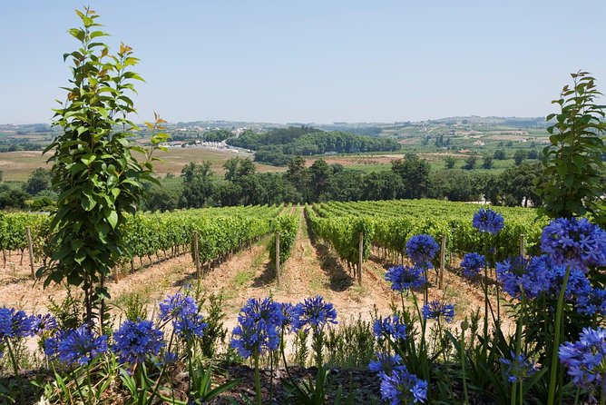 Setúbal Wine Tour with Visit and Tasting at 2 Wineries - Timing, pickup, and small practical details
