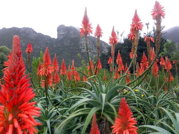 Shared: Cape Winelands, Cheetah Outreach & Kisternbosch Botanical Gardens Tour, - Key points to know before booking