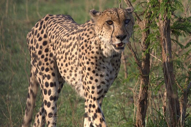 Shared: Cape Winelands, Cheetah Outreach & Kisternbosch Botanical Gardens Tour, - A full Cape Town day with three very different faces