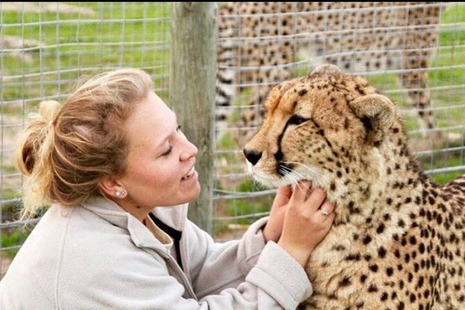 Shared: Cape Winelands, Cheetah Outreach & Kisternbosch Botanical Gardens Tour, - Meeting cheetahs at Cheetah Outreach