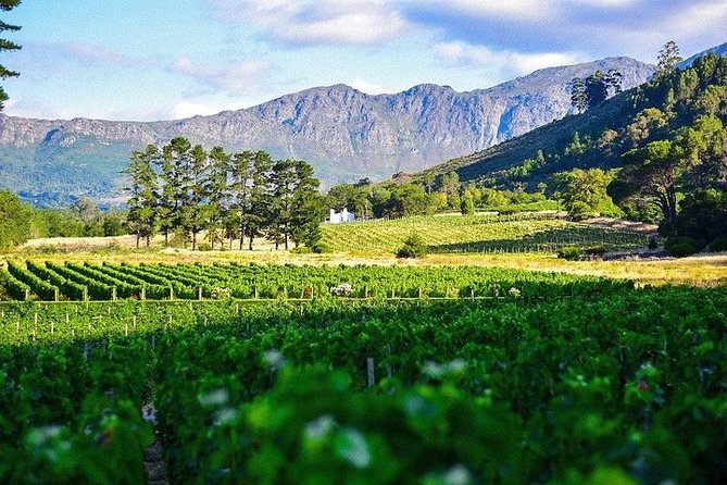 Shared: Cape Winelands, Cheetah Outreach & Kisternbosch Botanical Gardens Tour, - Delaire Graff for art, gardens and design
