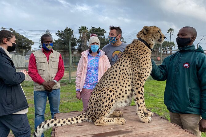 Shared: Cape Winelands, Cheetah Outreach & Kisternbosch Botanical Gardens Tour, - Kirstenbosch in 45 minutes
