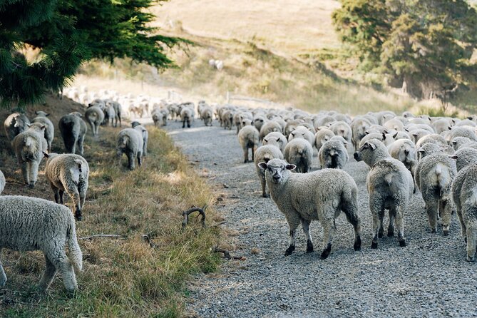 Sheep Farm Day Trip from Christchurch + Lunch and Winery visit. - Louise’s Lookout and the locally sourced lunch