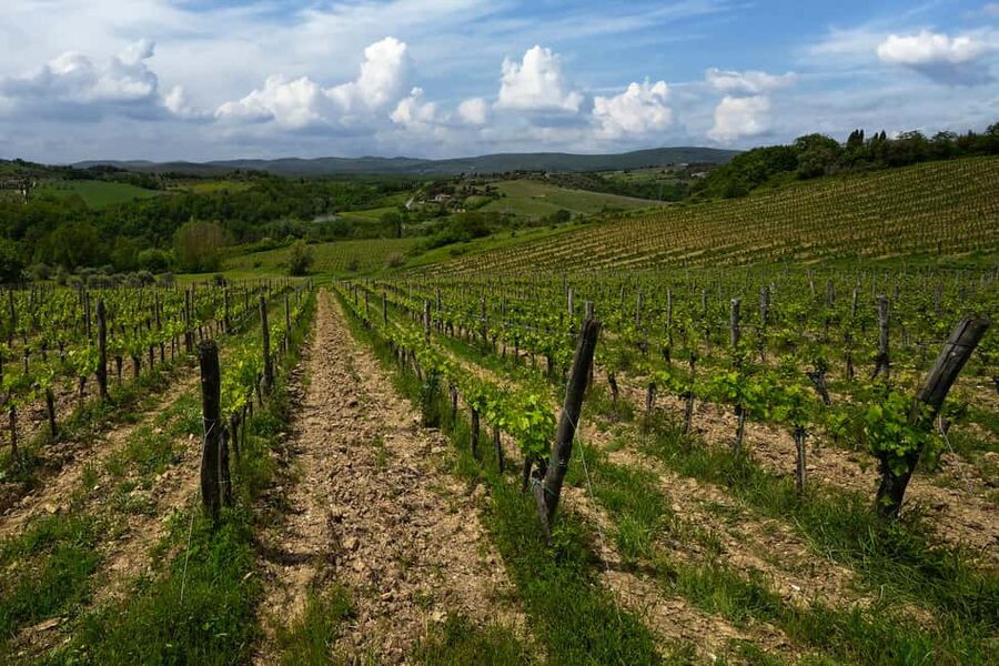Siena: Organic Winery Tour and Wine Tasting - The guides make or break the afternoon