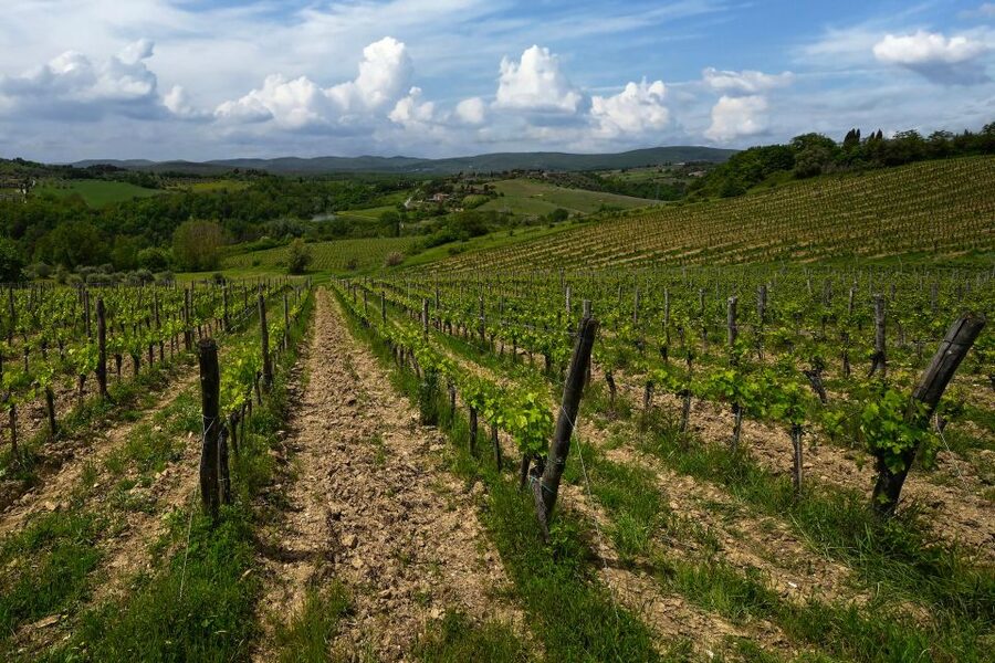 Siena: Organic Winery Tour and Wine Tasting - Is $88 a fair price?