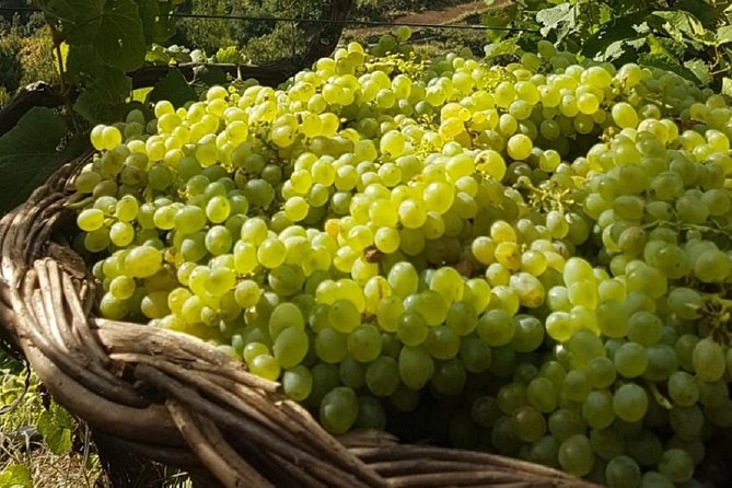 Signature Wine Tastings, Skywalk, Nature 4x4 Open Roof Expedition - São Vicente puts wine in its proper setting