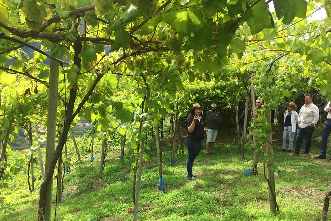 Signature Wine Tastings, Skywalk, Nature 4x4 Open Roof Expedition - Lunch near the coast is extra, but useful