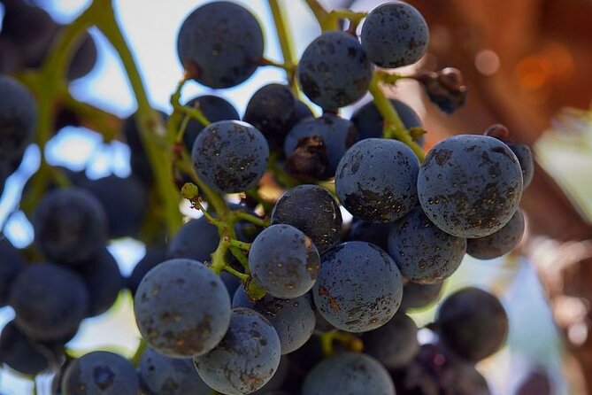 Simple Visit to Discover the Domaine d'Arton - The vineyard walk and eight grape varieties