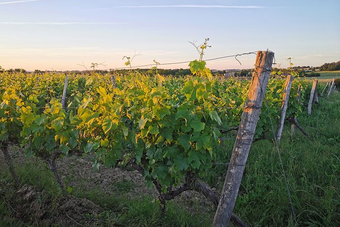 Simple Visit to Discover the Domaine d'Arton - Genodics and music for the vines