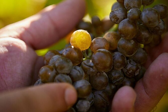 Simple Visit to Discover the Domaine d'Arton - Inside the Armagnac aging cellar
