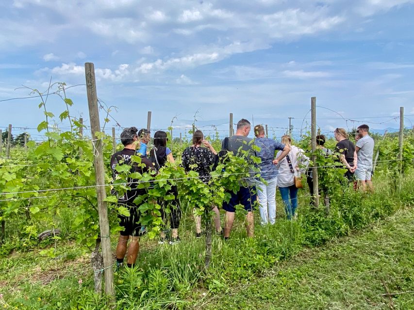 Sirmione: Vineyard Tour with Lugana Wines and Local Tastings - Key points at a glance