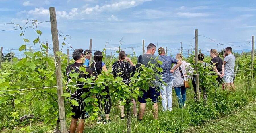 Sirmione: Vineyard Tour with Lugana Wines and Local Tastings - Why this vineyard visit feels personal