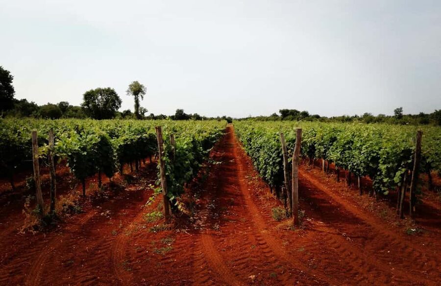 Šišan: Wine Tasting: Organic Wines of Southern Istria - Timing, access, and getting there