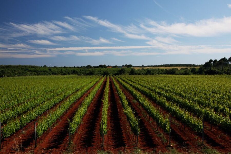 Šišan: Wine Tasting: Organic Wines of Southern Istria - Who will enjoy this wine visit