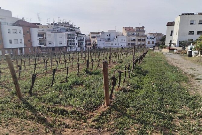 Sitges sailing, walking and winery tour - Sitges Seen From the Water First