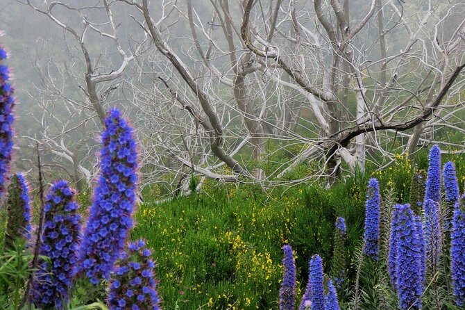 Skywalk, Vineyards, Landscapes and 4x4 Experience in Madeira - Why this short Madeira tour works