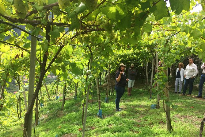 Skywalk with Wines Tasting and Vineyards Half day 4x4 Adventure - The ride from Funchal to São Vicente