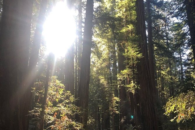 Small-Group Giant Redwoods and Russian River Wine Country Trip - Why the redwoods and wine make a good San Francisco day trip