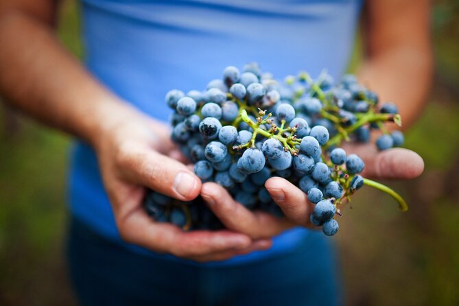 Small-Group Giant Redwoods and Russian River Wine Country Trip - Kendall-Jackson adds a larger second tasting