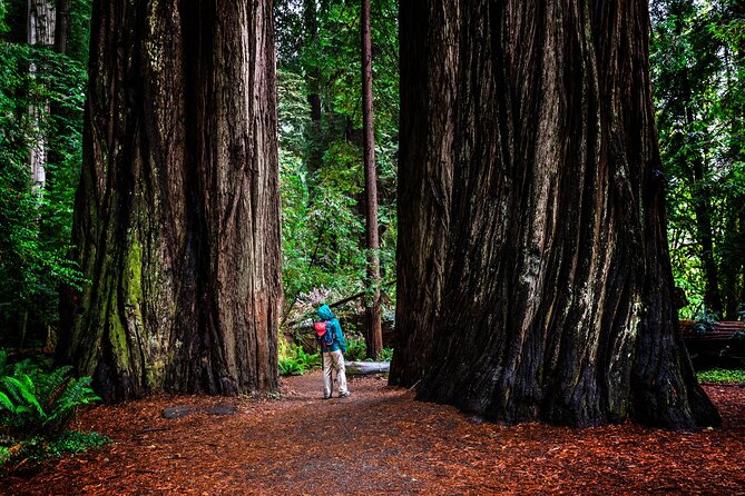 Small-Group Giant Redwoods and Russian River Wine Country Trip - What the $189 price really covers
