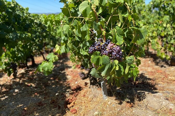 Small Group Guided E-bike Tour in Nice's Organic Vineyard - The ride back offers the best views