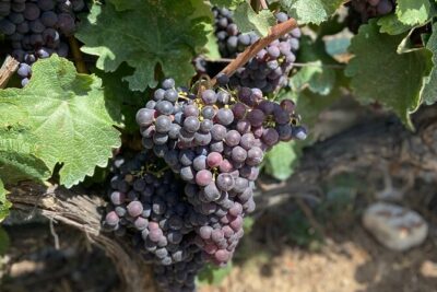 Small Group Guided E-bike Tour in Nice’s Organic Vineyard