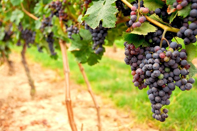 Small Group Napa and Sonoma Full-Day Wine Tour from San Francisco - Crossing the Golden Gate toward wine country