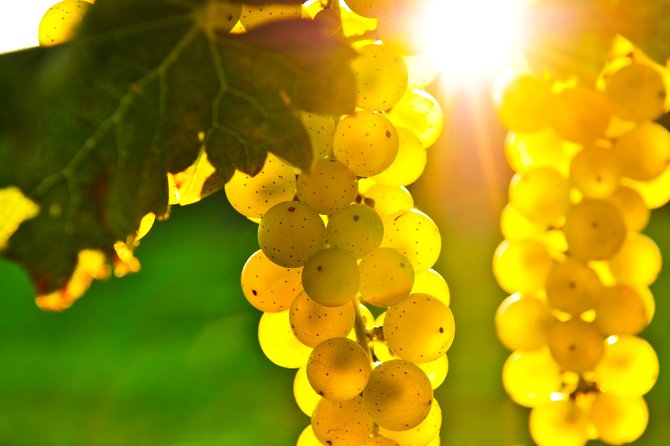 Small Group Napa and Sonoma Full-Day Wine Tour from San Francisco - What the $140.25 price gives you