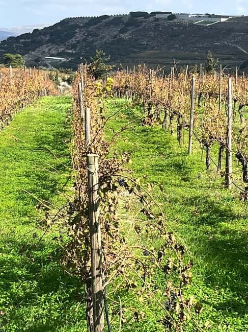 Soap Workshop, Olive Oil, Lyrarakis Winery and Lunch at Peza - Lyrarakis Winery and five native grape varieties