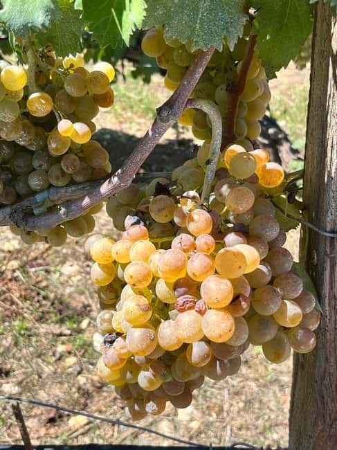 Soap Workshop, Olive Oil, Lyrarakis Winery and Lunch at Peza - Lunch at Peteinos Alaniaris in Peza