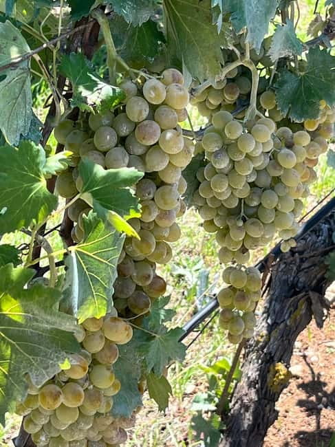Soap Workshop, Olive Oil, Lyrarakis Winery and Lunch at Peza - Who will enjoy this day most