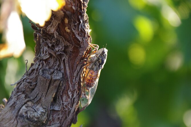 Solex tour and tasting at Domaine les Aphillanthes - Wine tasting at Domaine les Aphillanthes