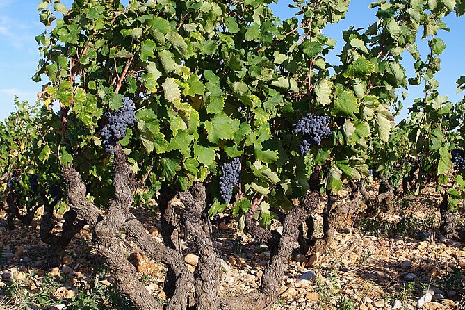 Solex tour and tasting at Domaine les Aphillanthes - Is the $76.89 price fair?