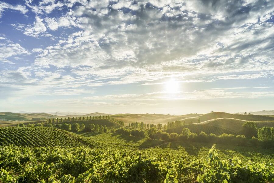 Sonoma Valley: Guided Winery Tour with Picnic Lunch - Key points to know before booking
