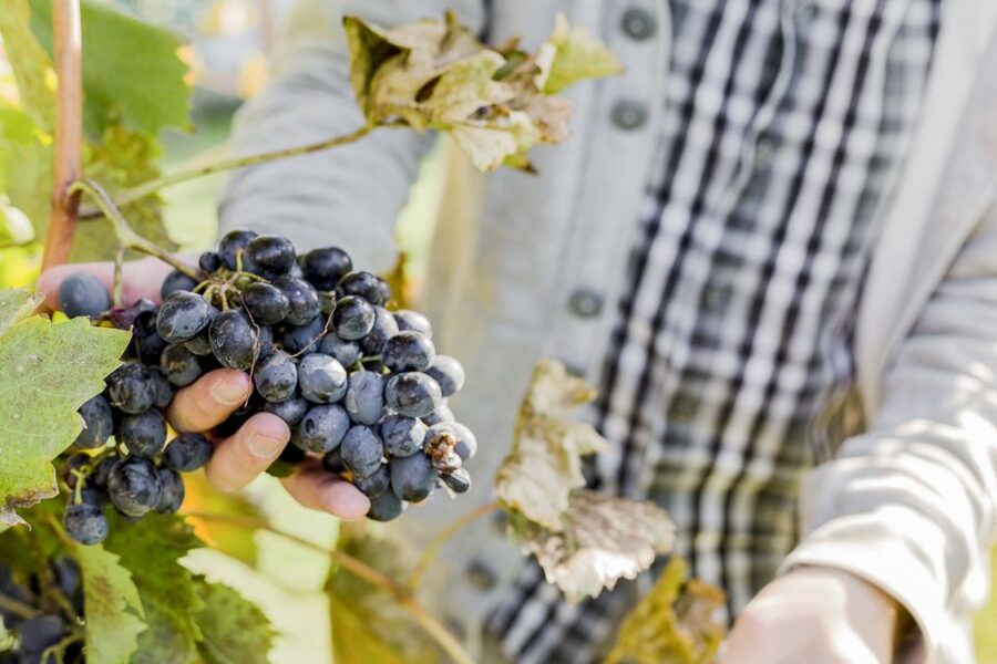Sonoma Valley: Guided Winery Tour with Picnic Lunch - Why the small group matters