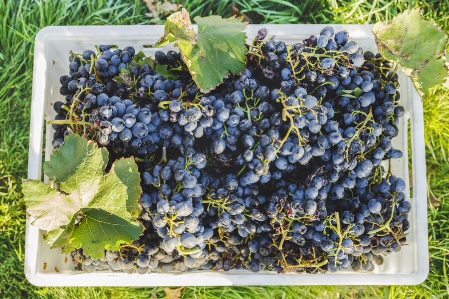 Sonoma Valley: Guided Winery Tour with Picnic Lunch - Picnic lunch at a winery
