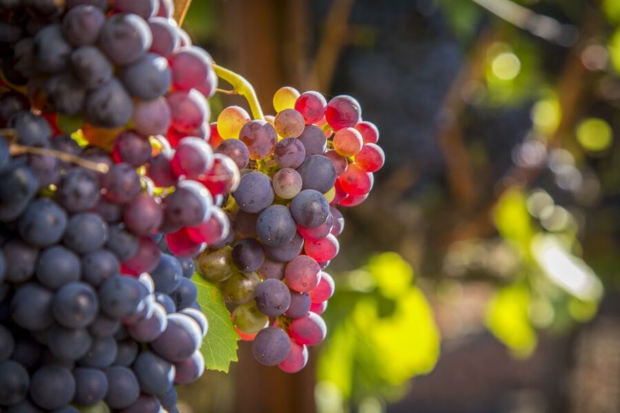 Sonoma Valley: Guided Winery Tour with Picnic Lunch - Tasting fees change the price calculation