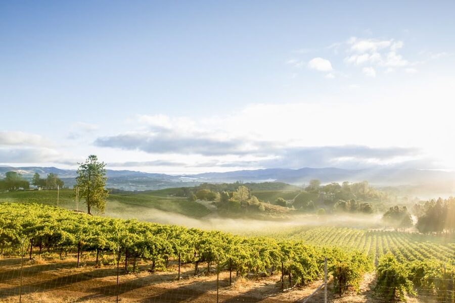 Sonoma Valley: Guided Winery Tour with Picnic Lunch - Sonoma Valley views between the stops