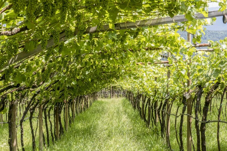 Sonoma Valley: Guided Winery Tour with Picnic Lunch - What makes the guides useful
