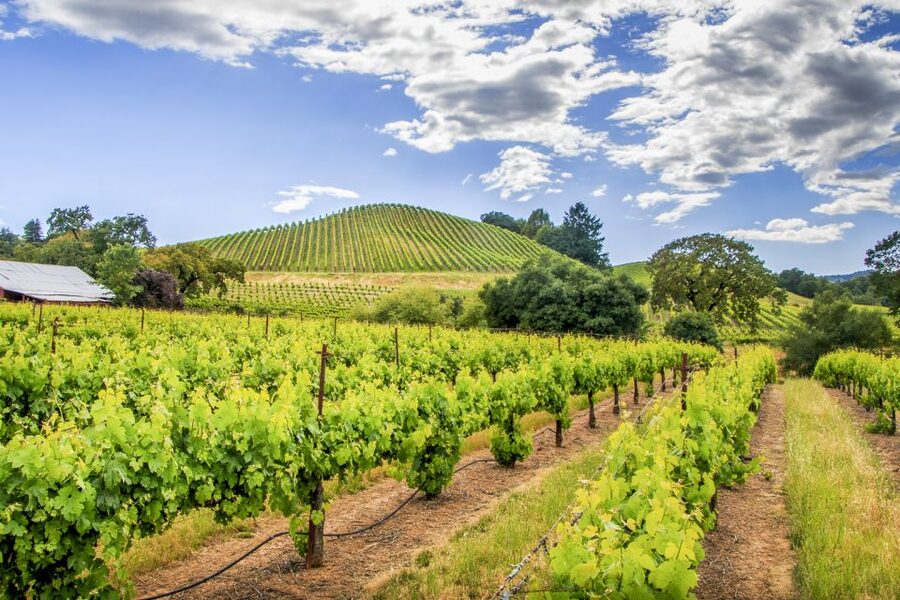 Sonoma Valley: Guided Winery Tour with Picnic Lunch - Pickup, transport, and the meeting point