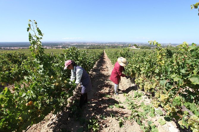 South Portugal Wine Route Private Full Day Tour from Lisbon - Should You Book the South Portugal Wine Route?