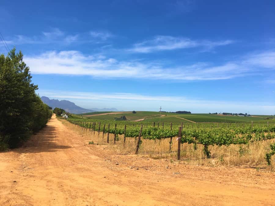 Stellenbosch: Devon Valley Vineyards Bicycle Tour w. Lunch - The first winery: tasting with a sense of place