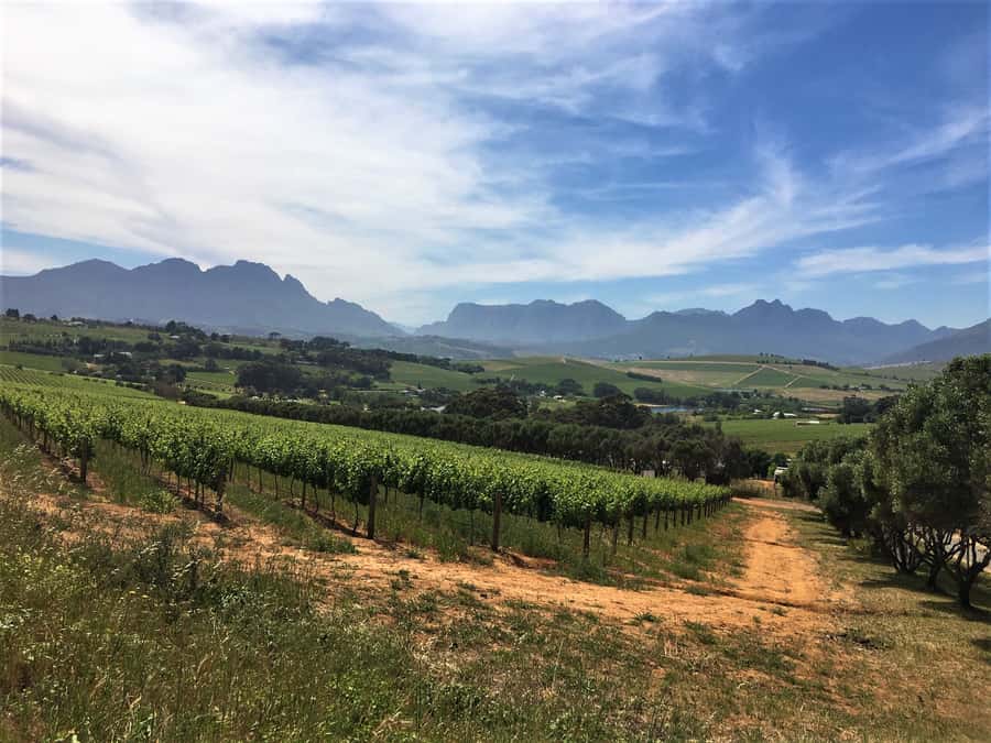 Stellenbosch: Devon Valley Vineyards Bicycle Tour w. Lunch - Clos Malverne and the long lunch break