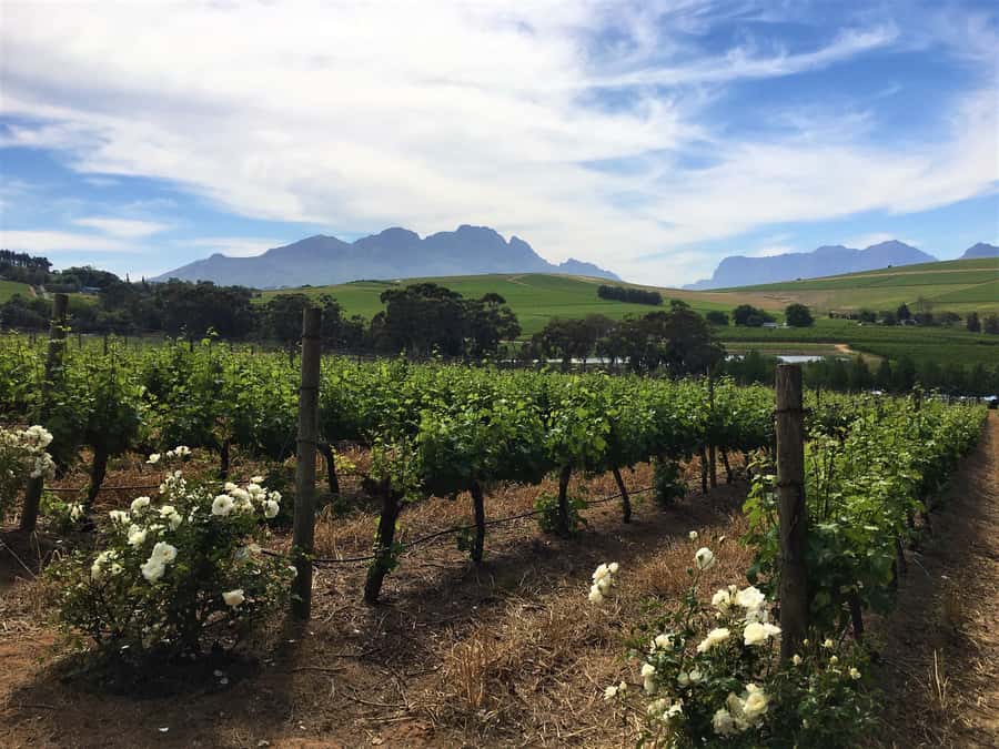Stellenbosch: Devon Valley Vineyards Bicycle Tour w. Lunch - Who should book this ride